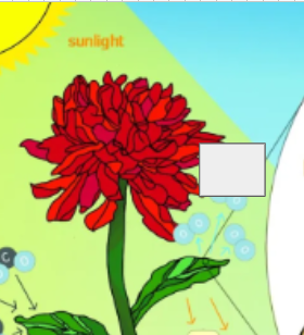<p>photosynthesis cycle: name the step</p>