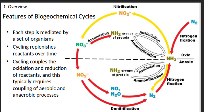 <p>oxidation and reduction </p><p>aerobic and anaerobic processes </p>