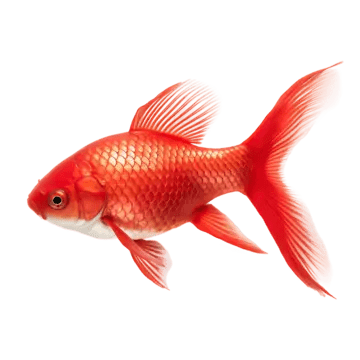 <ol><li><p><span>Adakah ikan haiwan air atau darat?</span></p></li><li><p><span>Adakah ikan vertebrata atau invertebrata?</span></p></li></ol><p></p>