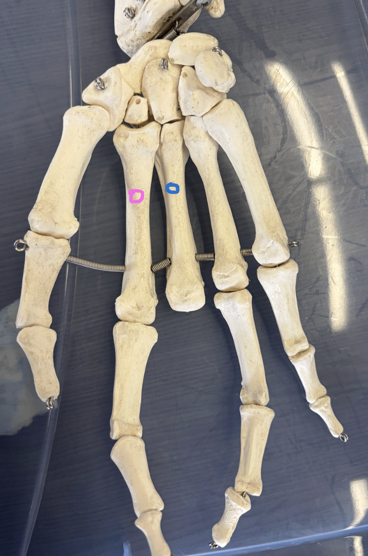 <p>Pink circle: What bone is this? What muscle inserts on this?</p><p>Blue circle: What bone is this? What muscle inserts on this?</p>