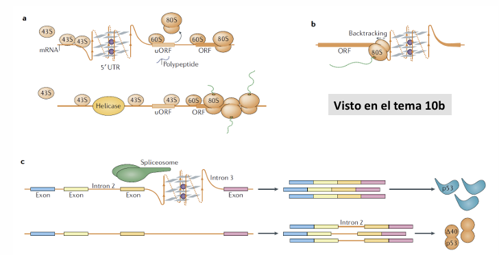 <p>¿Qué es la estructura de cuádruplex de guaninas (RNA-G / rG4) en el mRNA <em>in vivo</em> y qué funciones reguladoras ejerce?</p>