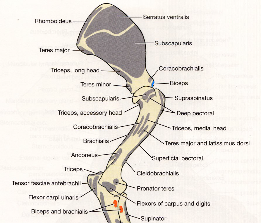 <p>supraglenoid tubercle of scapula</p>