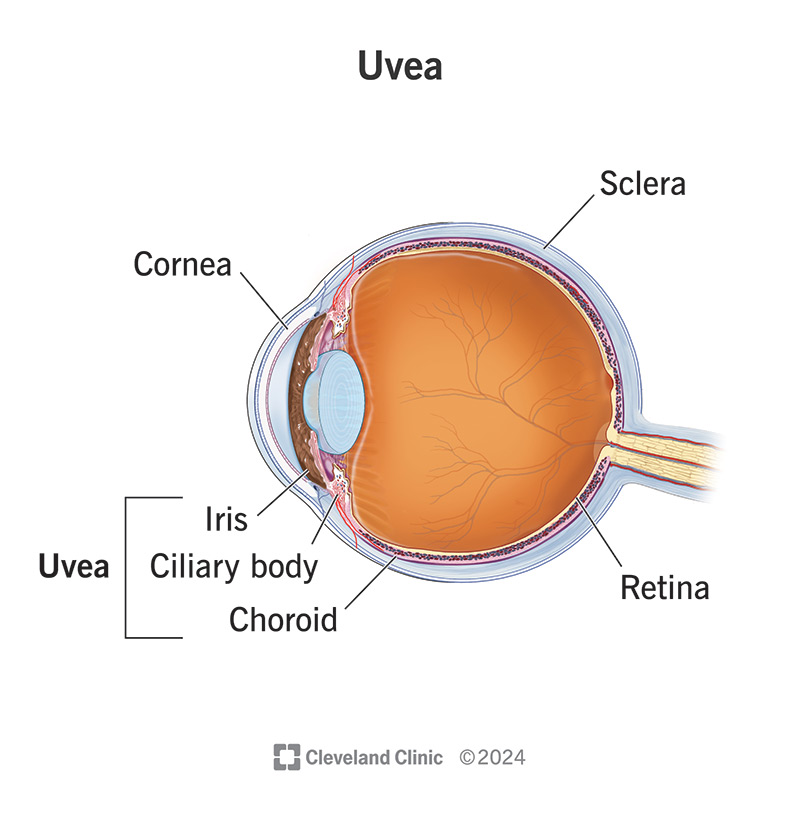 <p>Middle layer consisting of choroid, ciliary body and iris, pupil, lens</p>