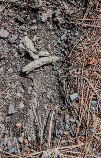 <p>Feline scat and scrapes </p>