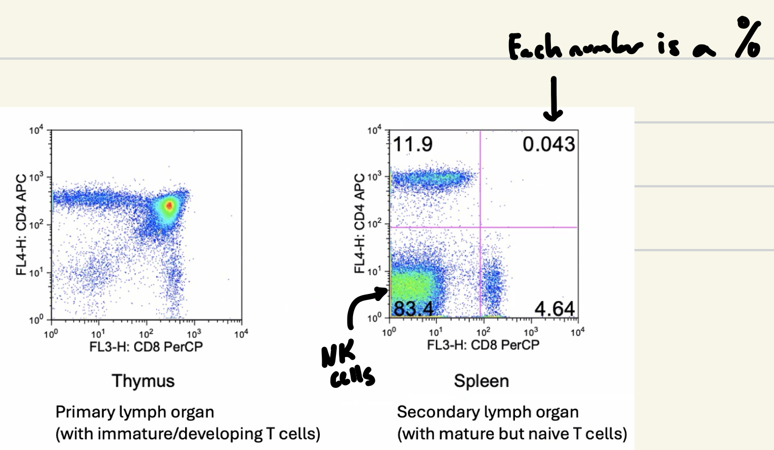 <ul><li><p>Thymus: High population of mature T cells here</p></li><li><p>Spleen: Secondary lymph organ with mature but naïve T cells</p></li></ul><p></p>