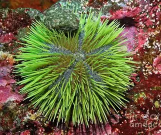 <p><span>They inhabit rocky or gravelly substrates from the intertidal zone down to depths of over 1,000 meters, preferring areas with moderate wave action</span></p><p><span>Green sea urchins are primarily herbivorous, feeding on kelp, algae, and other seaweeds, though they may scavenge on small invertebrates</span></p><p><span>Green sea urchins have separate male and female individuals</span></p>