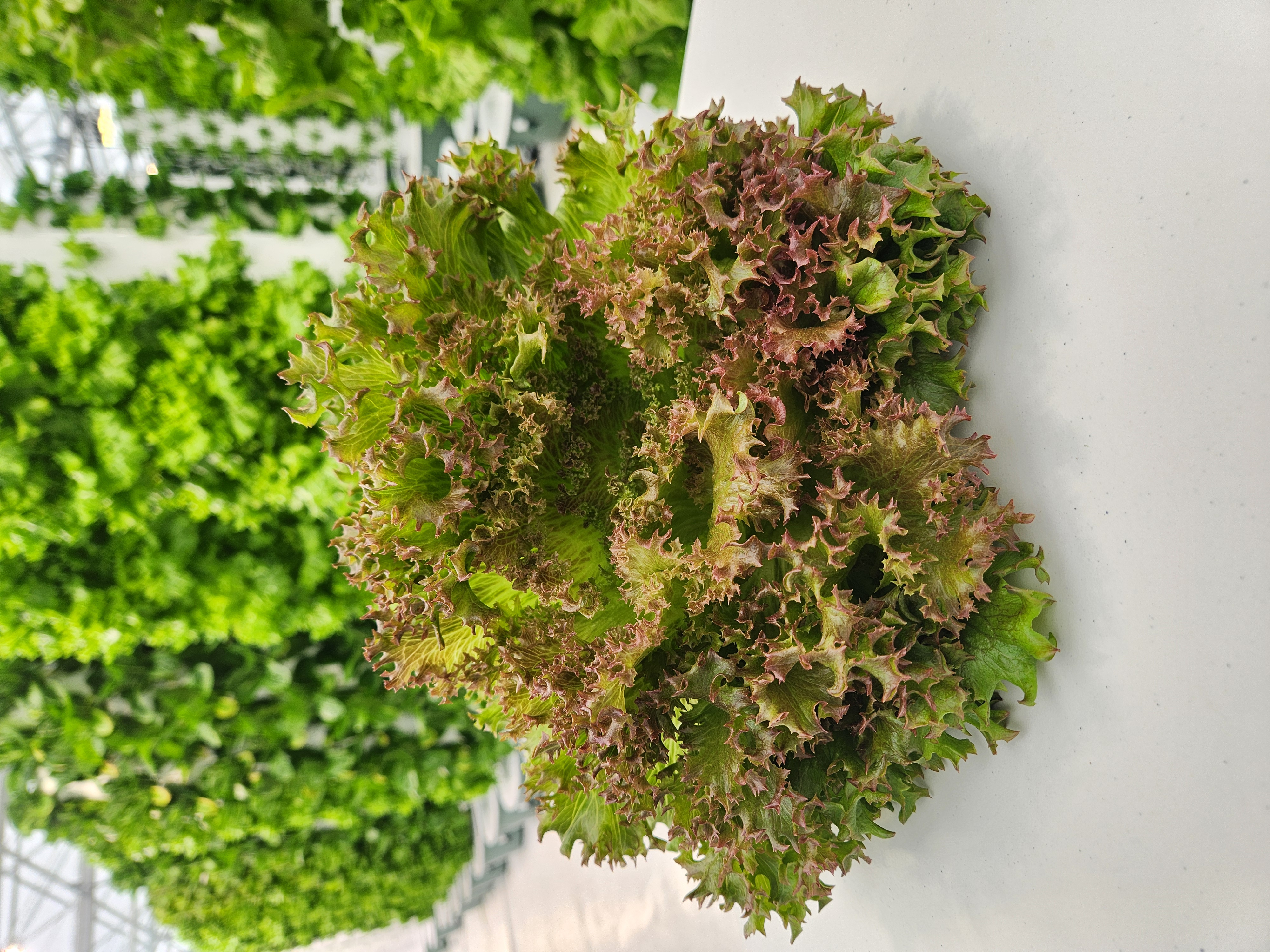 <p>Type: Red Multileaf Lettuce</p><p>Variety: Azirka</p>