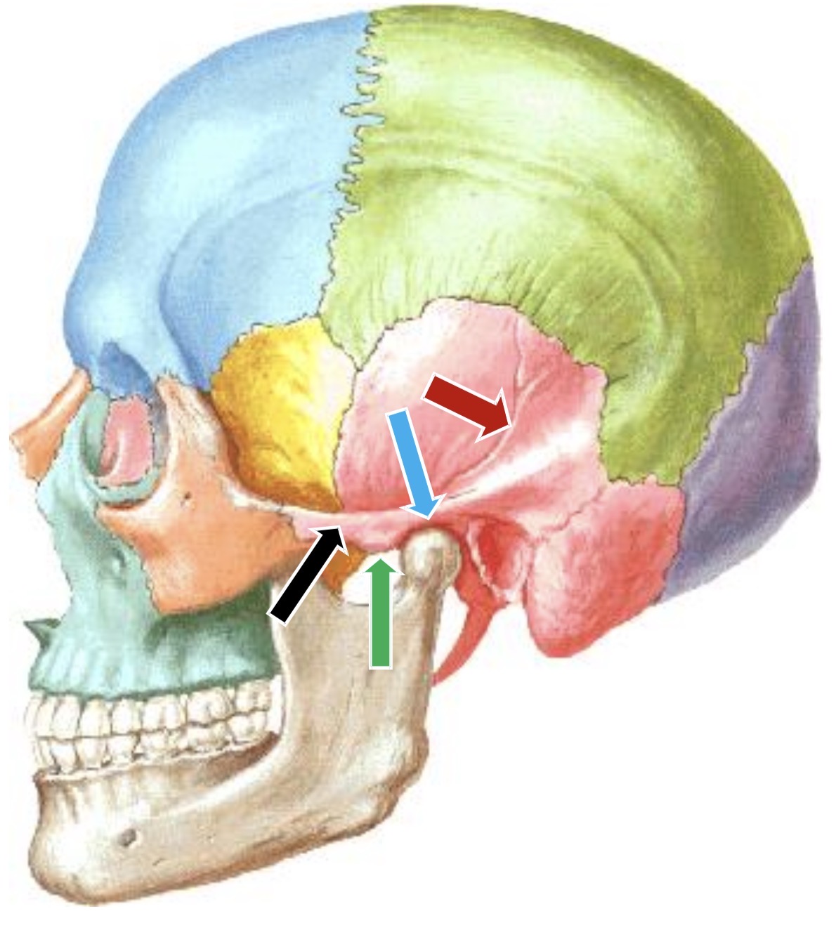 <p>Identifica as estruturas da face externa ou lateral da escama</p>