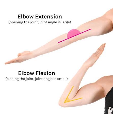 <p>Flexion </p>