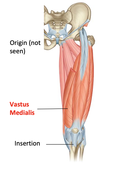 <p>O: inferomedial intertrochanteric line, medial lip of linea aspea, 1/3 of medial supracondylar line</p><p>I: tibial tuberosity via quadriceps mechanism</p><p>Nerve supply: femoral</p><p>Nerve roots: L2, L3, L4</p>