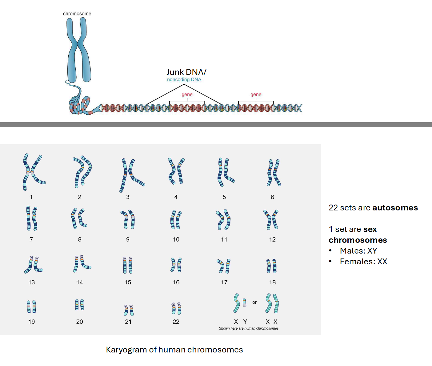<p><span>DNA - Genome</span></p>