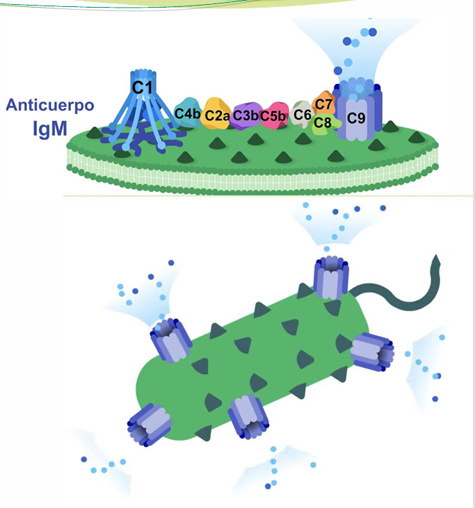 <p>Dependiente de anticuerpos (IgM/IgG)</p><p> Se activa cuando los anticuerpos se unen a los antígenos que recubren la superficie de los microrganismos patógenos. </p><p> Esta unión atrae a la primera proteína del complemento (C1). </p><p> Esta vía se activa a partir de una respuesta inmunitaria adaptativa o específica</p>