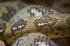 <p>Cold blooded</p><p>ex. Snakes</p>
