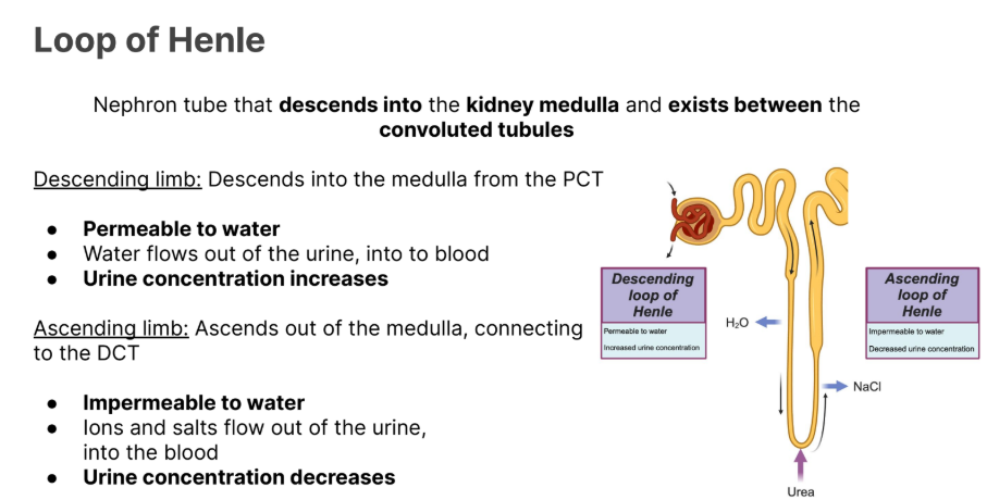 <ul><li><p>Nephron tube that <strong>descends </strong>into the <strong>kidney medulla </strong>and <strong>exists between</strong> the <strong>convoluted tubules</strong></p></li></ul><p></p><p></p><p></p><p></p>