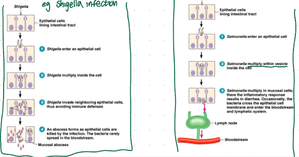 <p><strong>A</strong>. <strong>Multiplication on cell surface, producing toxins which cause damage <mark data-color="green" style="background-color: green; color: inherit;">e.g. </mark><em><mark data-color="green" style="background-color: green; color: inherit;">V. cholerae, C. diphtheriae</mark></em></strong></p><p><strong>B. Penetration and multiplication within epithelial cells (Shigella, Enteroinvasive E. coli).</strong></p><p>C. <strong>Penetration <u>through or between</u> epithelial cells</strong> <mark data-color="red" style="background-color: red; color: inherit;">and systemic spread through blood or lymphatics to target sites</mark></p><p><strong><mark data-color="green" style="background-color: green; color: inherit;">e.g. </mark><em><mark data-color="green" style="background-color: green; color: inherit;">Salmonella, </mark></em><mark data-color="green" style="background-color: green; color: inherit;">disseminated gonococcal infections</mark></strong></p>