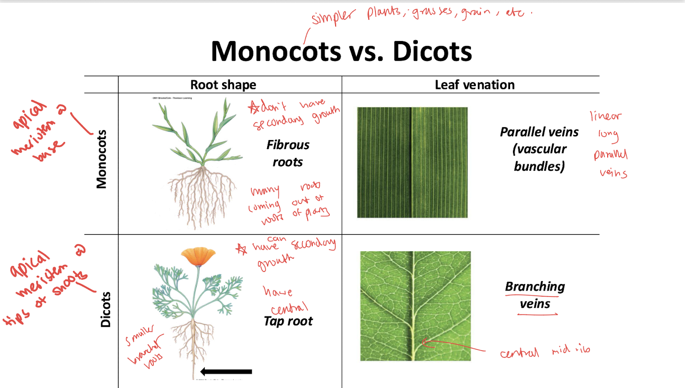 <p>fibrous roots</p>
