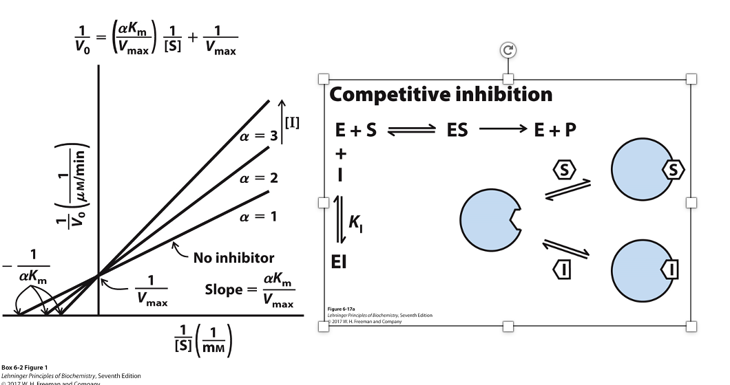 <p>Competes with substrate for binding </p><ul><li><p>binds with the active site </p></li><li><p>does not effect catalysis </p></li></ul><p>No change in the Vmax </p><p>Apparent increase in Km</p><p>LWB: Lines intersect at the y-axis </p><p></p>