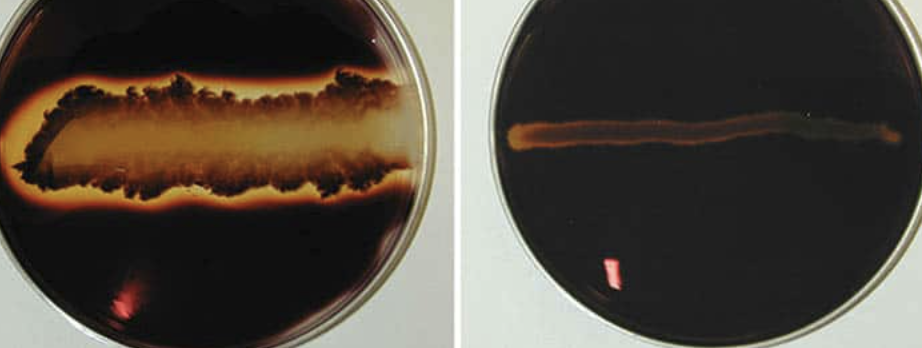 <p>Interpret the result for <strong>Starch Hydrolysis </strong></p>