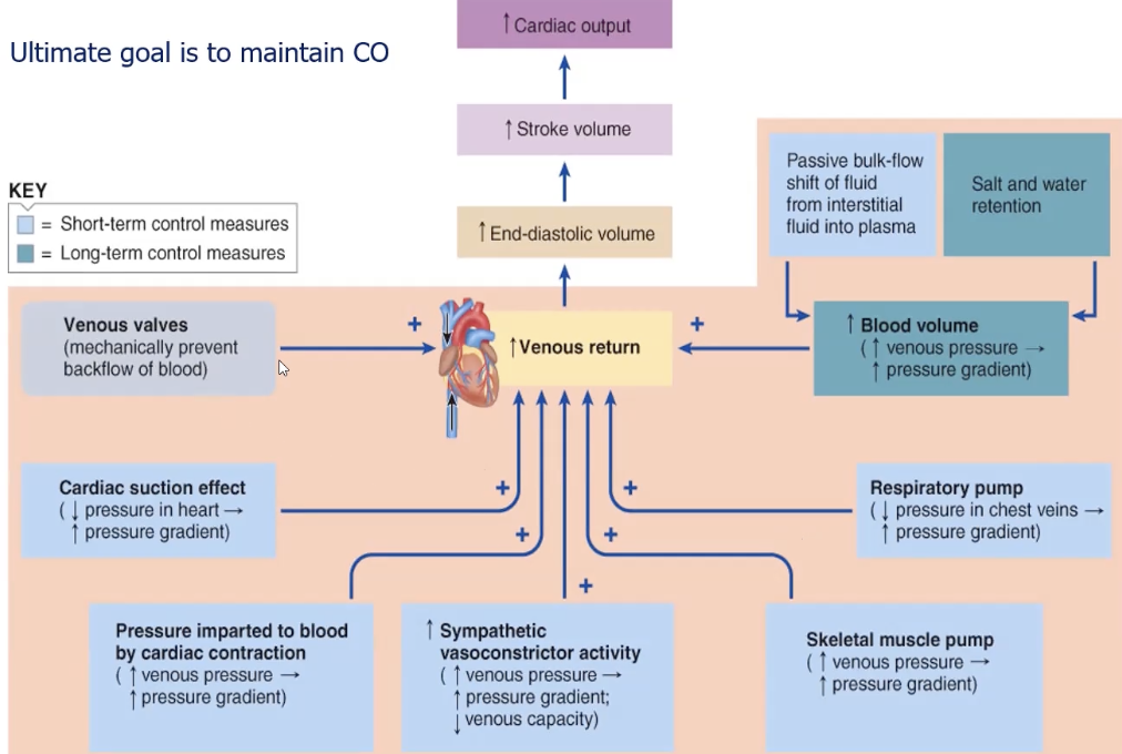 <ol><li><p>cardiac contraction driving pressure</p></li><li><p>symp induced venous vasoconstriction</p></li><li><p>skeletal mm activity</p></li><li><p>venous valves</p></li><li><p>resp activity</p></li><li><p>cardiac suction</p></li><li><p>blood volume : bulk flow return to cap, no edema</p></li></ol><p></p>