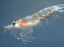 <p>krill</p>