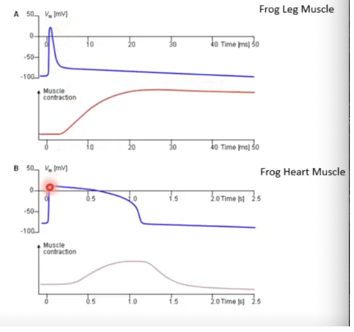 <p>The action potential of heart cells is MUCH longer than that of a neuron. This is because the length of an action potential is related to the function that the body needs to perform. </p>