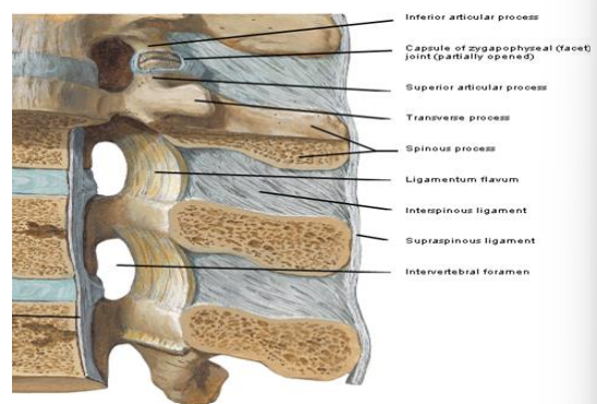 <p>extends from C7 to Sacrum</p><p>connects tips of spinous processes</p><p>relatively thick in the lumbar spine</p><p><em>break these cards out too</em>***</p>