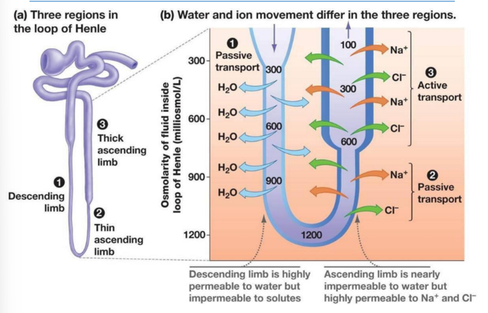<p>Loop of Henle: Countercurrent</p>