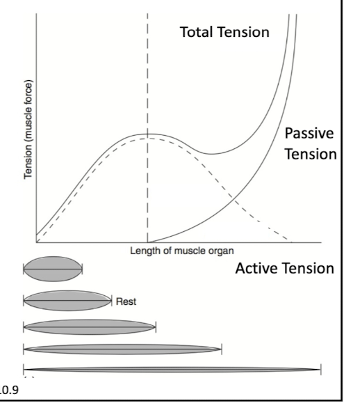 <p>Active tension(from muscle) + Passive tension(from elastic tendons)= total tension</p><p>tendons help give power to muscle through elasticity</p>