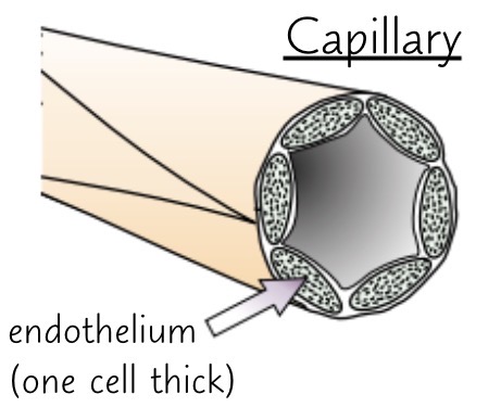 <ul><li><p>found near cells in exchange tissues so there’s a short diffusion pathway</p></li><li><p>walls are one cell thick, shortening diffusion pathway</p></li><li><p>large number to increase surface area for exchange</p></li><li><p>networks of capillaries in tissue are called capillary beds</p></li></ul><p></p>