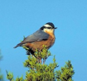 <p>Order: Passeriformes<br>Family: Sittidae</p>