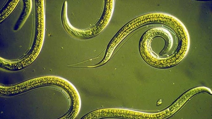 <p>Nematodes</p><p>Roundworms</p><p>Tolerant of a variety of extreme conditions</p><p>Protective, dehydration-resistant cuticle</p><p>Most abundant multicellular organism that feeds on bacteria and fungi</p>
