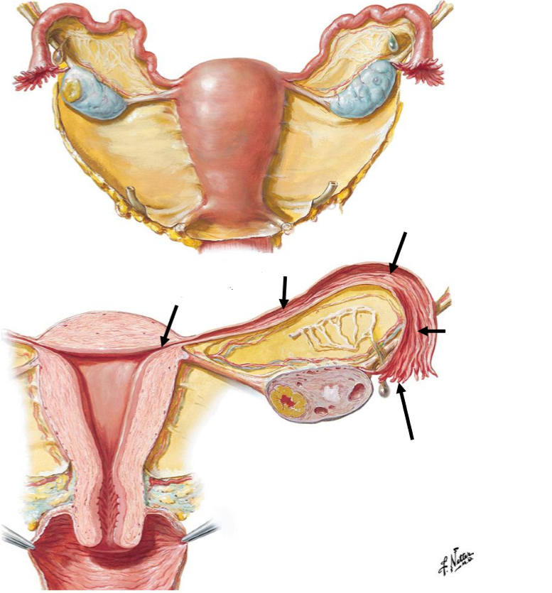 <p>Label the following diagram of the regions of the <strong>uterine tube</strong></p>