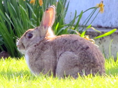 <p>A fluffy animal with long ears that hops on the grass is a _____.</p>
