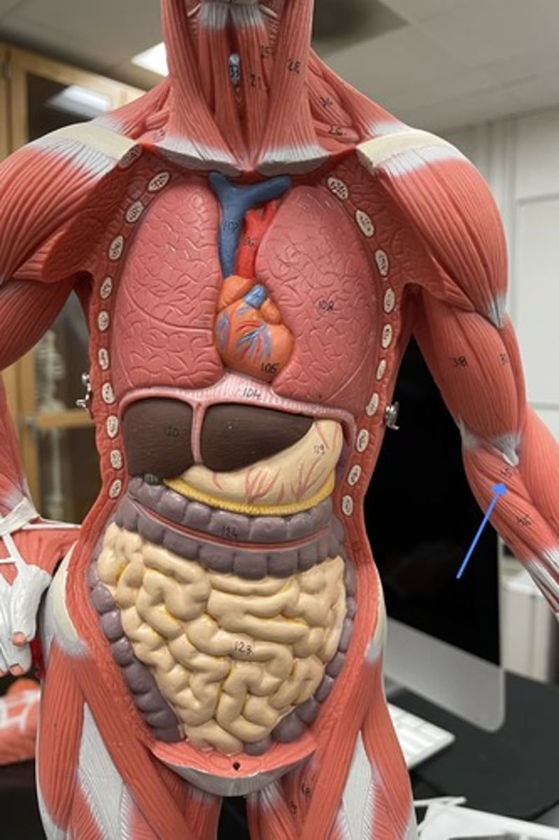 <p>pronator teres </p><p>origin:</p><p>insertion:</p><p>action:</p>