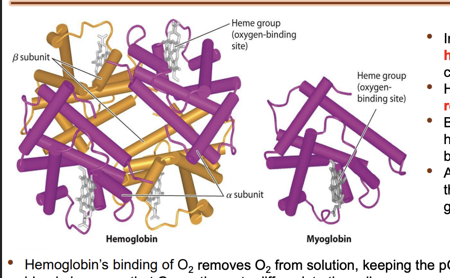 <ul><li><p>By binding O2 and removing it from solution, hemoglobin increases the amount of O2 in the blood a hundredfold. </p></li><li><p>After O2 diffuses into the blood, it diffuses into the red blood cells and binds to the heme groups in hemoglobin.</p></li><li><p>Hemoglobin’s binding of O2 removes O2 from solution → keeping the pO2 of the red blood cells below that of the blood plasma so that O2 continues to diffuse into the cell.</p></li><li><p>removal of O2 from the plasma → keeps the pO2 of the plasma below that of the lung alveolus →  O2 continues to diffuse from the lungs into the blood.</p></li><li><p>Because of its greater solubility → CO2 is transported in solution within the blood</p></li></ul><p></p>