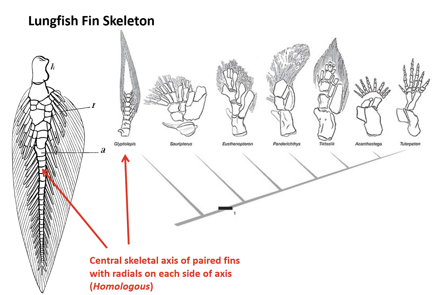 <ul><li><p>Four characters that are different than Sarcopterygians that were ancestral to non-amniote tetrapods</p><ul><li><p>Autostylic jaw support</p></li><li><p>fused tooth plates - durophagy</p></li><li><p>Maxilla &amp; premaxila absent</p></li><li><p>Endoskeleton of paired fins has a central bony axis with radials on both sides - “biradial”</p></li></ul></li></ul><p></p>