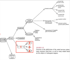 <p>what structure is 1?</p>