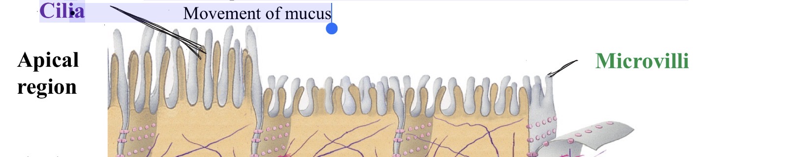 <p>1. Microvilli</p><p>-folds of plasma membrane of moist epithelial tissue</p><p>-makes SA larger which is better for absorption and moving thing in and out </p><p>2. Cilia   </p><p>-whiplike, motile extensions of cell surface; found in some locations</p><p>• Movement of mucus</p>