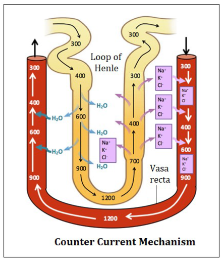 <p>nephron loop and duct cells need nutrients and coygen from blood, capillaries (vasa recta) form loops like those of nephron loops in medulla, solutes and water are passively exchanged btwn blood of vasa recta and interstitial fluid of renal medulla as a result of countercurrent flow</p><p>incoming and outgoing blood have similar osmolarity which maintains medulla concentration gradient</p>