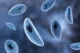 <p>Décrire l’actine chez le protiste Toxoplasma gondii </p>
