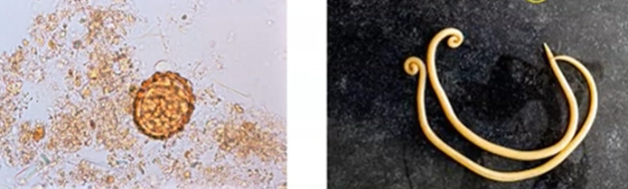 <p><span style="background-color: rgba(0, 0, 0, 0); line-height: 19.7625px;">What is the species in this photo and WHY?</span></p>