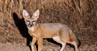 <p>Common Name: San Joaquin kit fox</p><p>*Must know skull</p><p>**Skin in lab</p>
