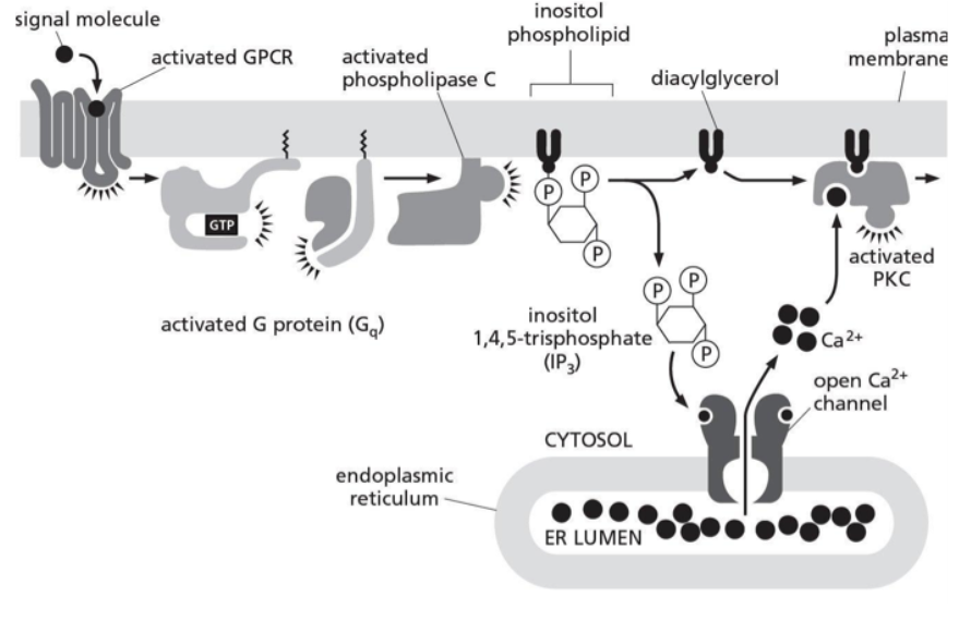 <p><span><strong>Activated protein kinase C (PKC) can lead to the modification of the membrane lipids in the vicinity of the active PKC. Figure 16-4 shows how G proteins can indirectly activate PKC. You have discovered the enzyme activated by PKC that mediates the lipid modification. You call the enzyme Rafty and demonstrate that activated PKC directly phosphorylates Rafty, activating it to modify the plasma membrane lipids in the vicinity of the cell where PKC is active; these lipid modifications can be detected by dyes that bind to the modified lipids. Cells lacking Rafty do not have these modifications, even when PKC is active. Which of the following conditions would lead to signal-independent modification of the membrane lipids by Rafty?</strong></span></p>