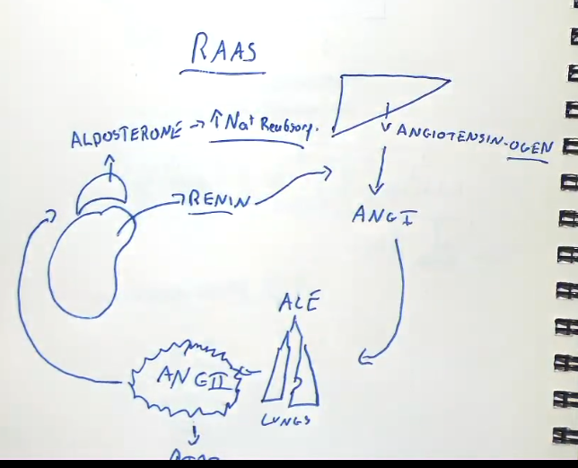 <ul><li><p>recruited when blood pressure drops, in tandem with the SNS</p></li><li><p>raises blood pressure</p></li><li><p>causes us to reabsorb sodium</p></li><li><p>begins with granular cells</p></li></ul><p></p>