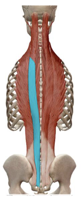 <p>which muscle, origin, insertion, innervation, and action is this</p>