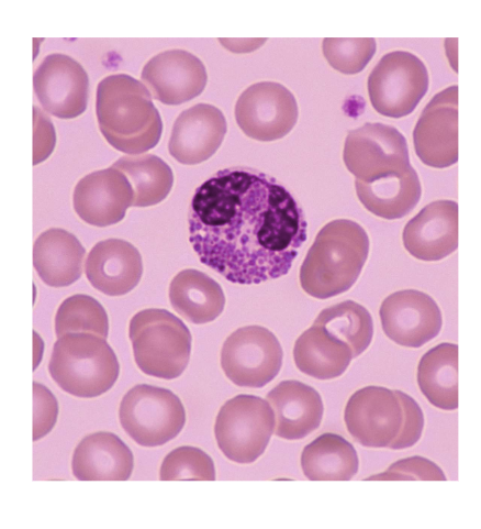 <ul><li><p>What percentage of all leukocytes do eosinophils make up?<br></p></li><li><p>How are eosinophils identified?</p></li></ul><p></p>
