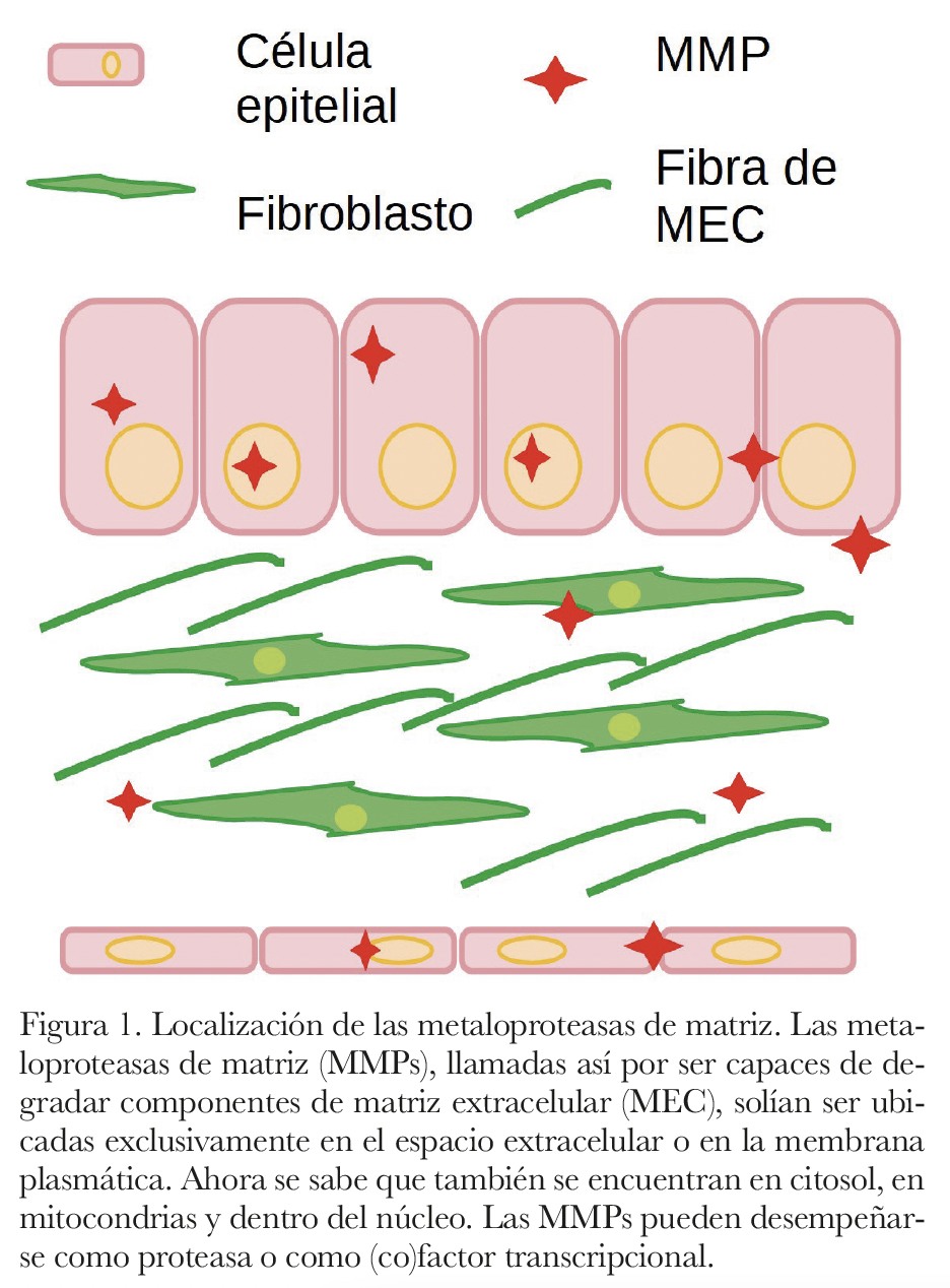 <p>Metaloproteinasas de matriz </p>