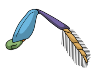 <p>Natatorial Legs</p>