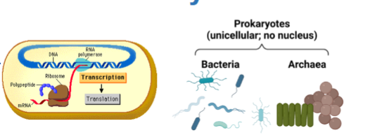 <p>What is being described:</p><ul><li><p>unicellular </p></li><li><p>no nucleus </p></li><li><p>DNA is <strong>in the cytoplasm </strong></p></li></ul><p></p>