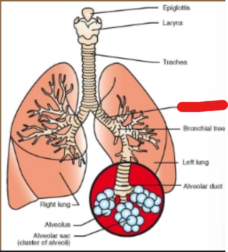 <p>what is it (Respiratory System)</p>